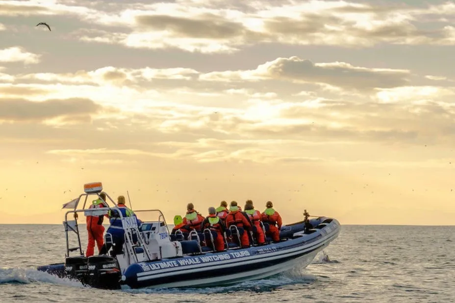 Akureyri: Cruzeiro RIB para observação de baleias ao sol da meia-noite