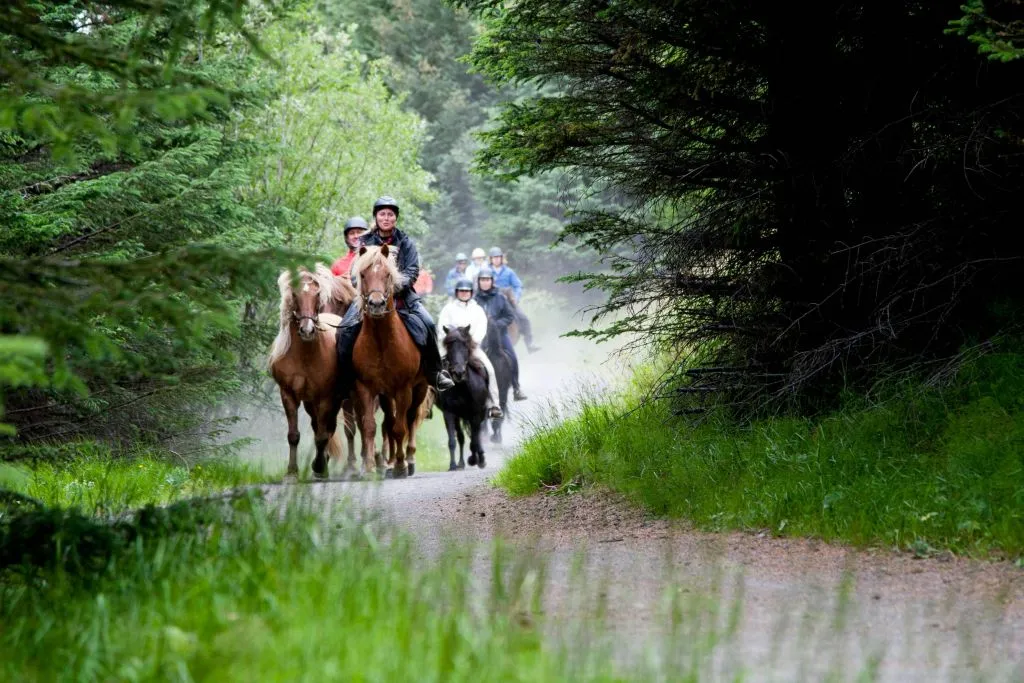 Islandia: Excursión a Caballo - Aguas Termales
