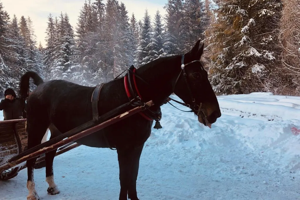 Zakopane e passeio de trenó com fogueira - Excursão particular saindo de Cracóvia