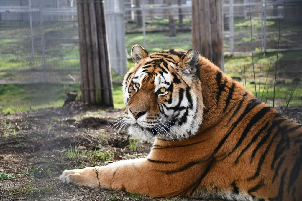 De Cracóvia: Viagem ao zoológico com traslado