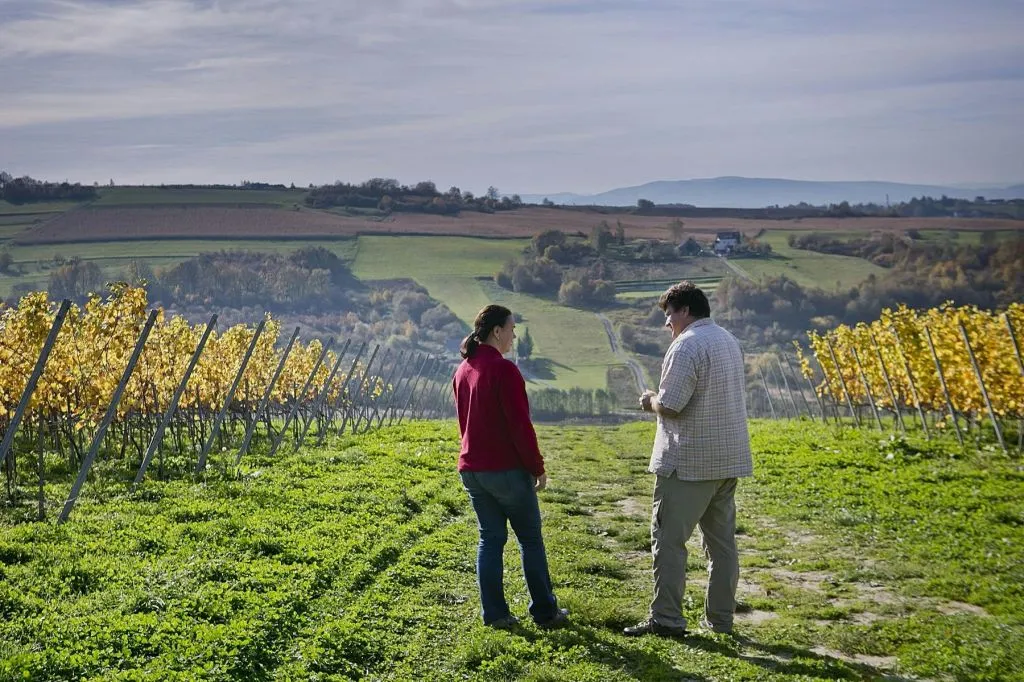 Wieliczka : Visite d'un vignoble et dégustation de vin depuis Cracovie