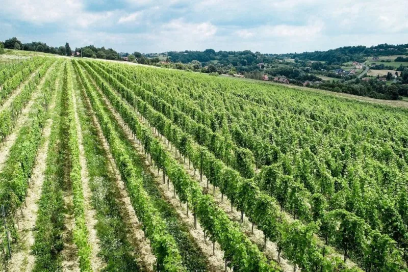 Wieliczka : Visite d'un vignoble et dégustation de vin depuis Cracovie