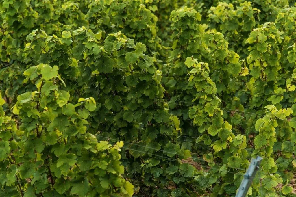 Wieliczka : Visite d'un vignoble et dégustation de vin depuis Cracovie