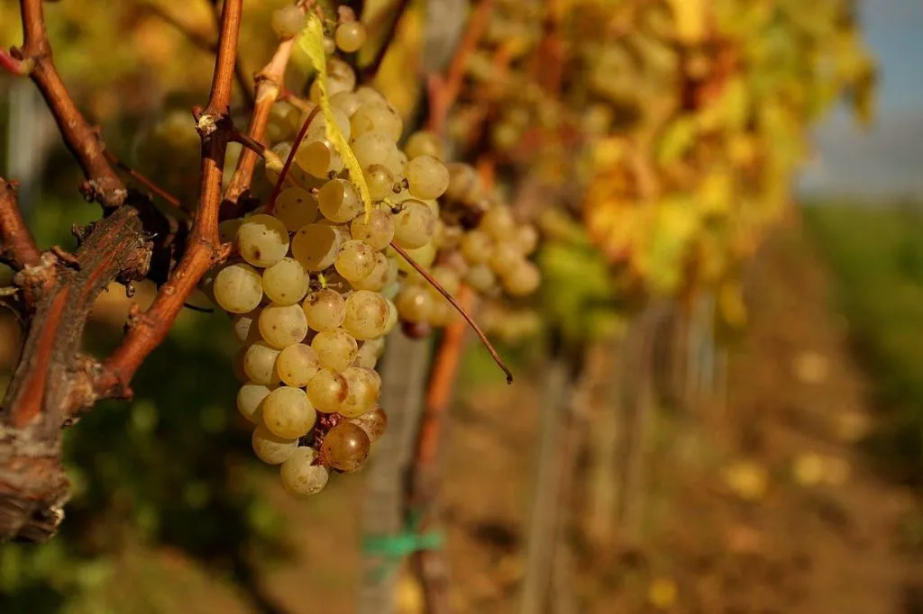 Wieliczka : Visite d'un vignoble et dégustation de vin depuis Cracovie