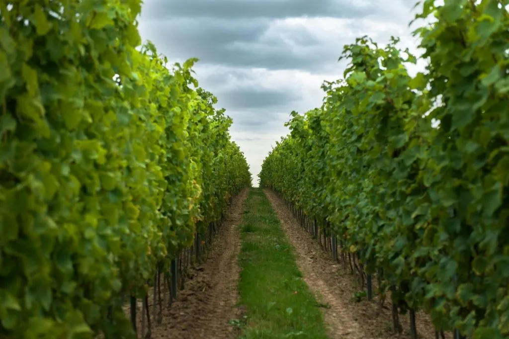Wieliczka : Visite d'un vignoble et dégustation de vin depuis Cracovie