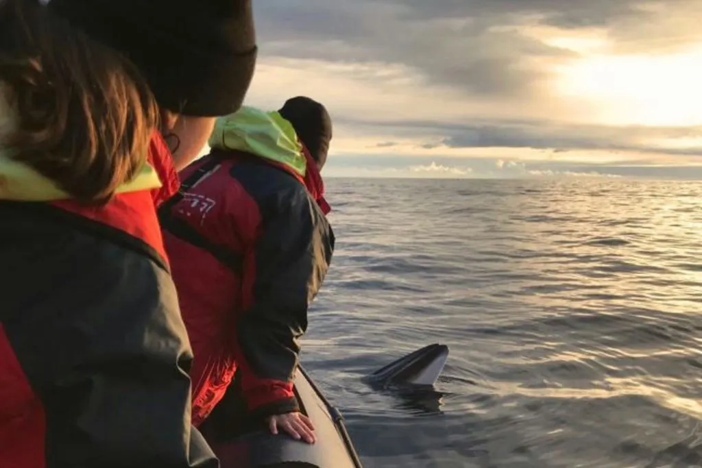 Islândia: Excursão noturna premium às baleias saindo de Reykjavík