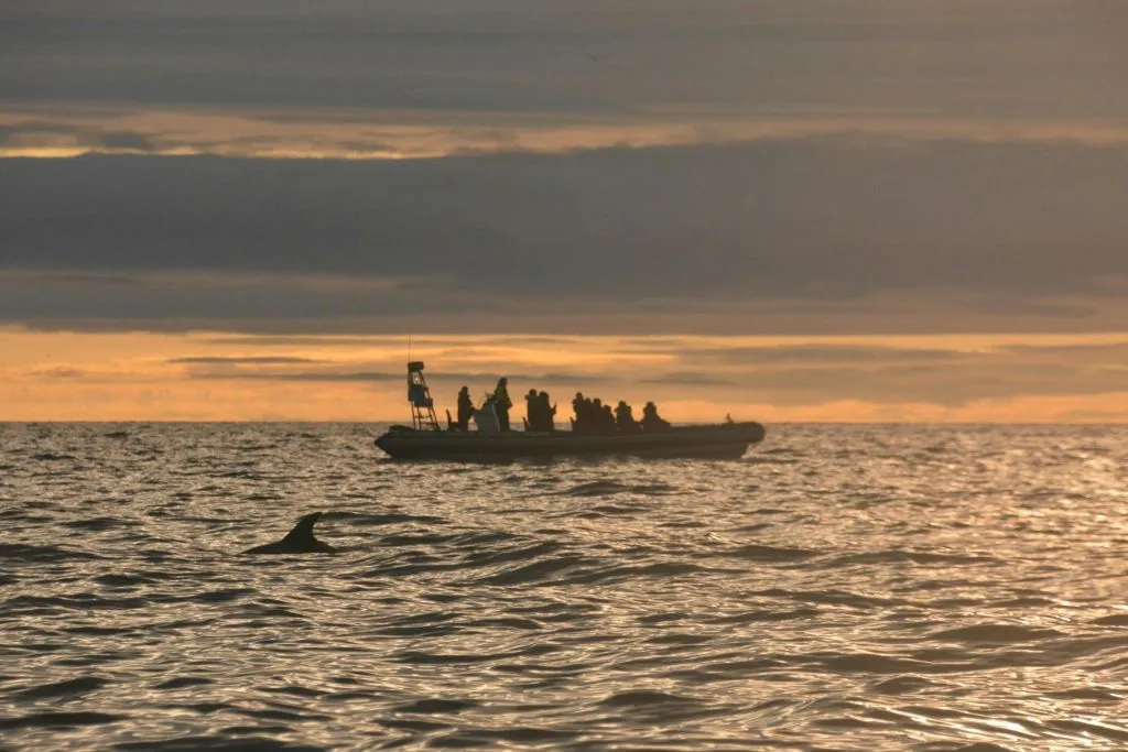 Islândia: Excursão noturna premium às baleias saindo de Reykjavík