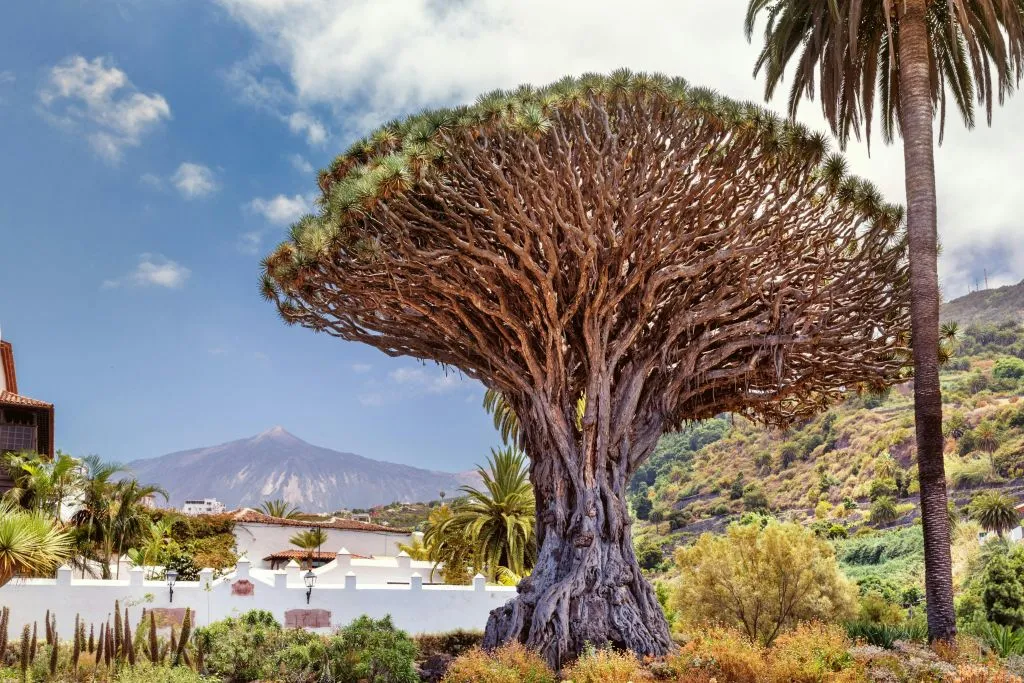 Tenerife: Excursión guiada por la isla + Traslado de ida y vuelta