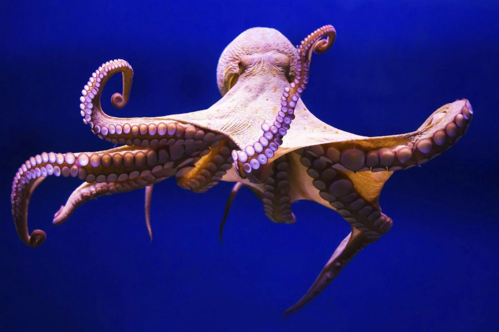 Gran Canaria : visite guidée d'une journée depuis Tenerife + entrée à l'aquarium et à la distillerie