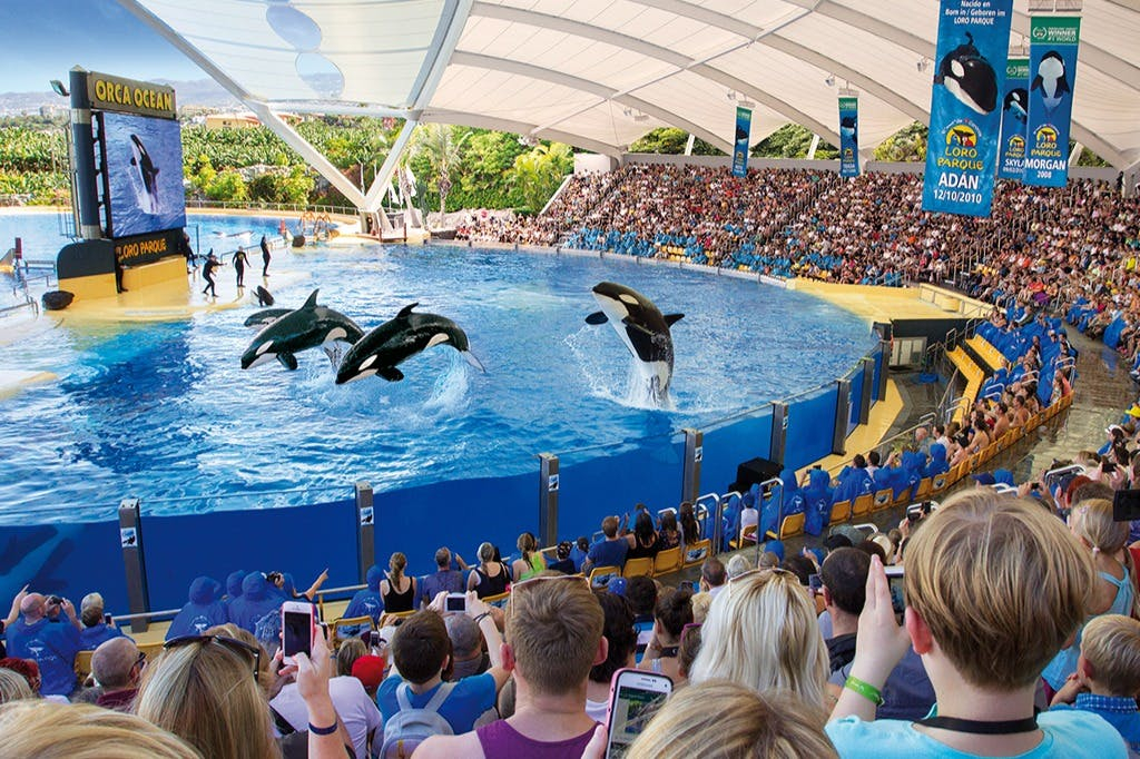Loro Parque y Siam Park: Entrada + Traslados