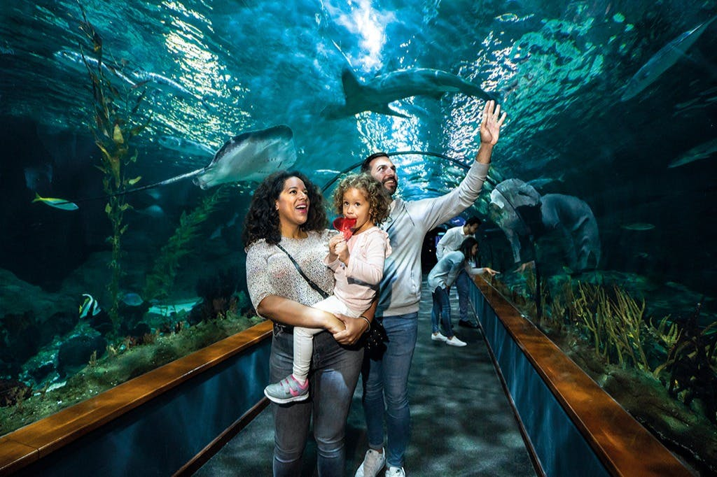 Loro Parque y Siam Park: Entrada + Traslados
