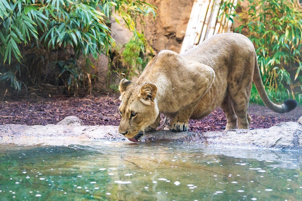 Loro Parque y Siam Park: Entrada + Traslados