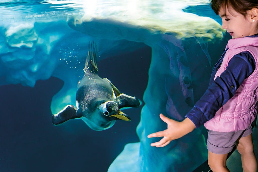 Loro Parque y Siam Park: Entrada + Traslados