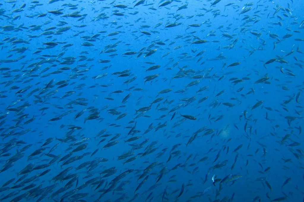 Tenerife: Experiencia guiada de snorkel