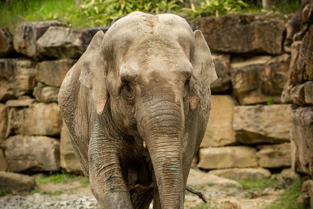ZOO Planckendael: Entry Ticket