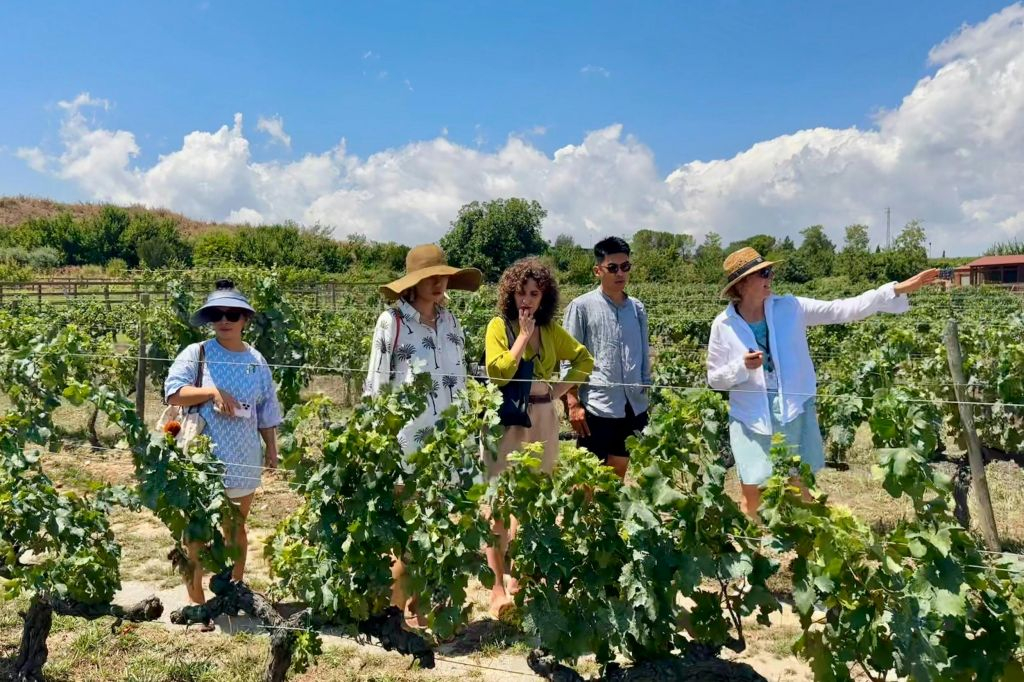 Penedès: Tour guidato di mezza giornata da Barcellona + Brunch + Degustazione di vini
