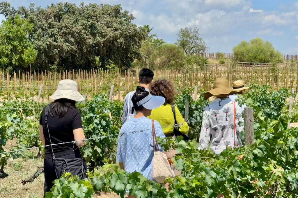 Penedès: Half-Day Guided Tour from Barcelona + Brunch + Wine Tasting