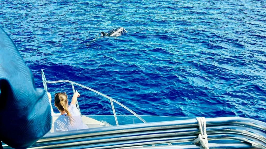Fuerteventura : Croisière de 1,5 heure pour observer les dauphins + prise en charge à l'hôtel