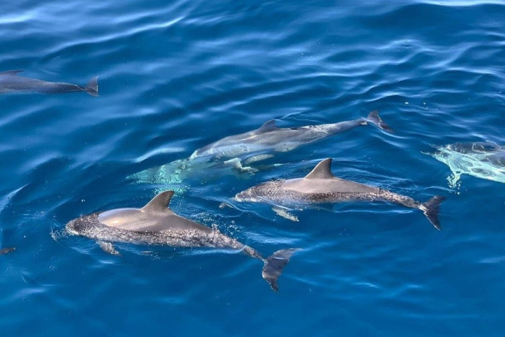 Fuerteventura : Croisière de 1,5 heure pour observer les dauphins + prise en charge à l'hôtel