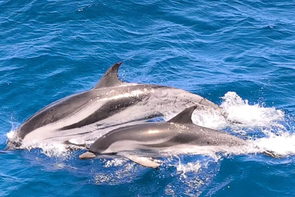 Fuerteventura : Croisière de 1,5 heure pour observer les dauphins + prise en charge à l'hôtel