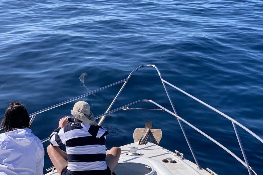 Fuerteventura: 1,5 horas de paseo en barco para avistar delfines + recogida en el hotel