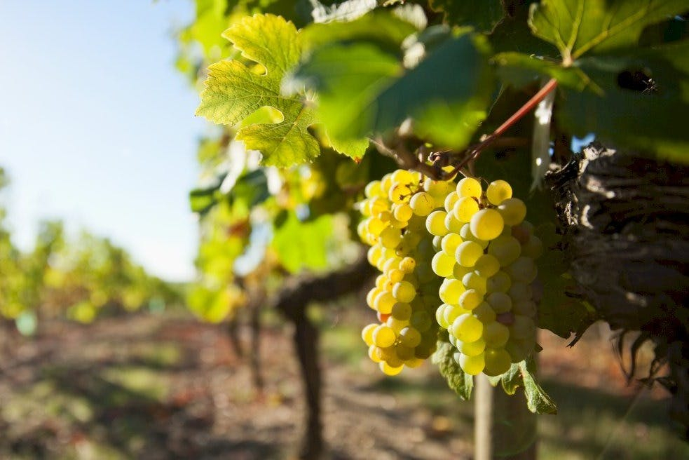 Vallée de la Loire : Visite guidée des vignobles de Vouvray depuis Tours + Dégustation