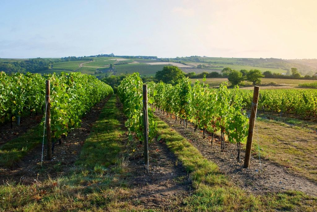 Vallée de la Loire : Visite guidée des vignobles de Vouvray depuis Tours + Dégustation