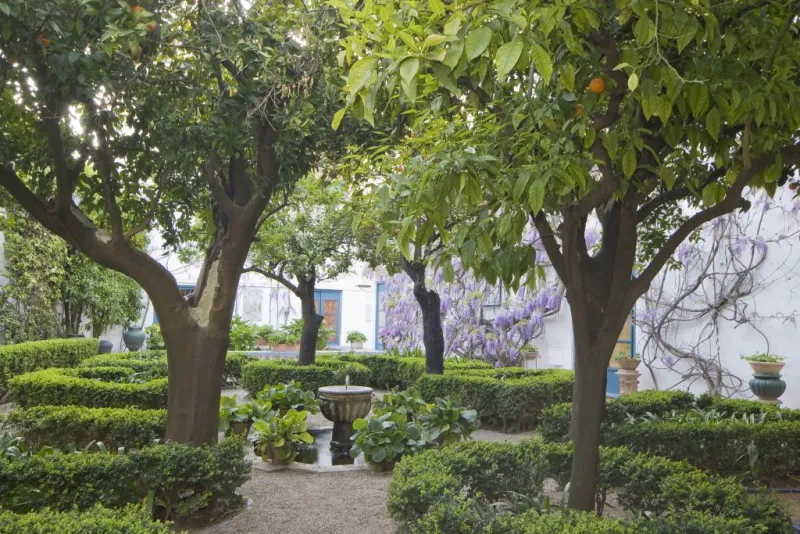 Palacio de Viana: Tour guiado