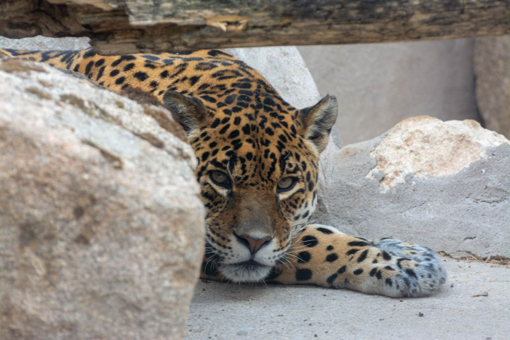 Zoo Koki: Biglietto d'ingresso