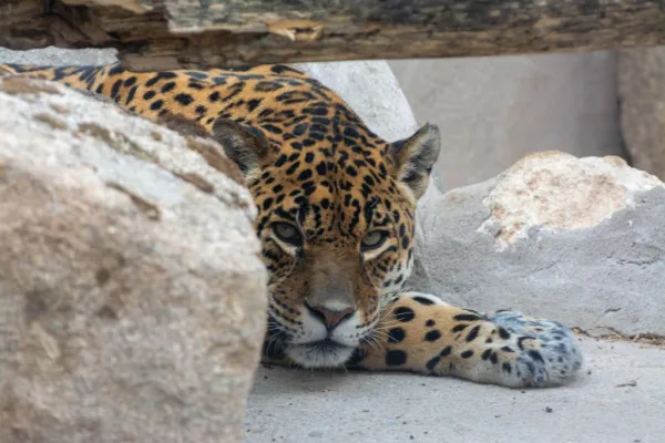 Zoo Koki: Entrada