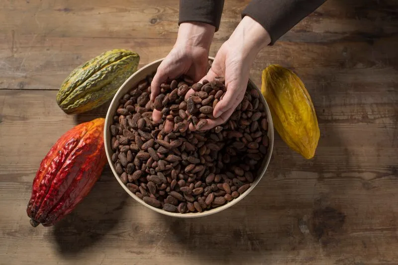 Simón Coll Chocolate Experience: Guided Visit