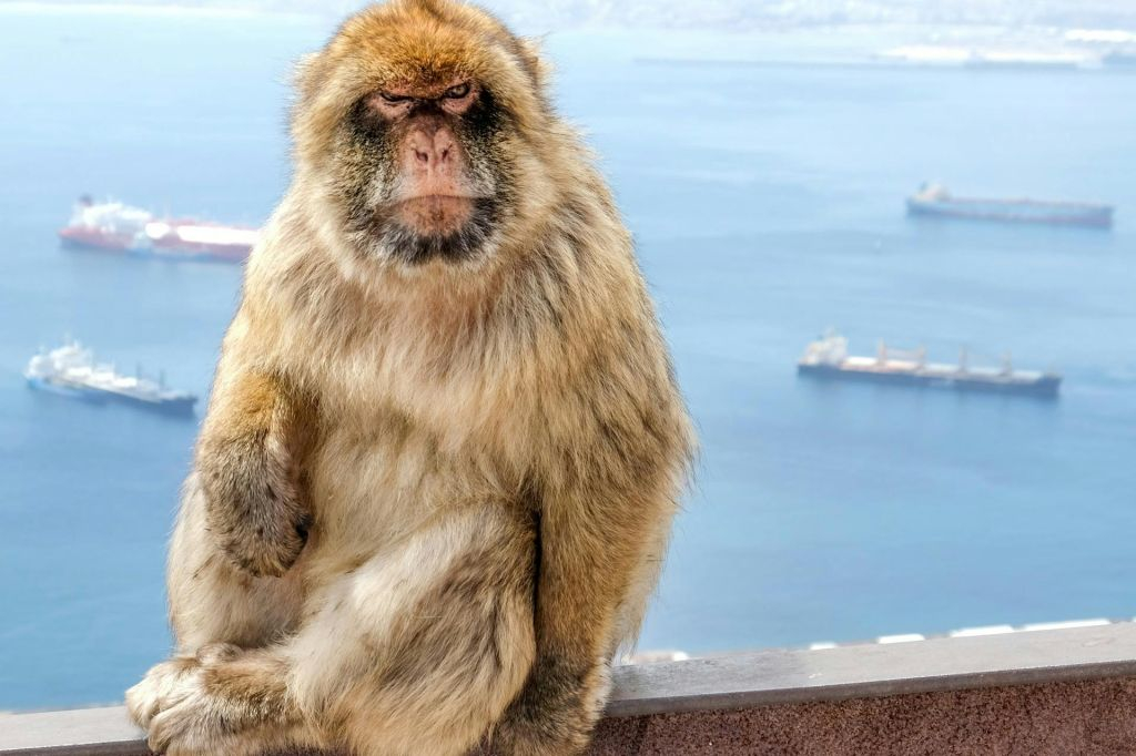 Gibraltar: Excursión guiada de un día desde Málaga