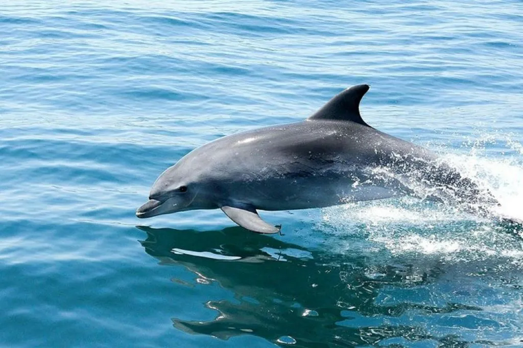 Excursions en bateau à partir de Portimao