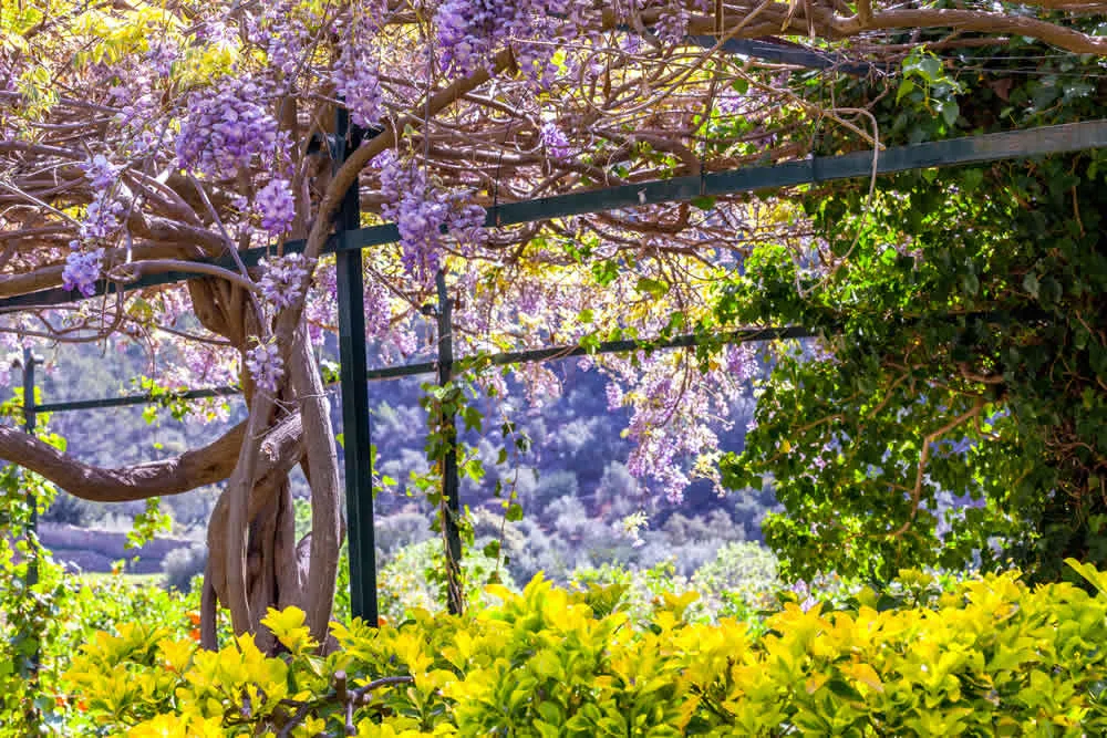 Jardines de Alfabia: Entrada sin colas