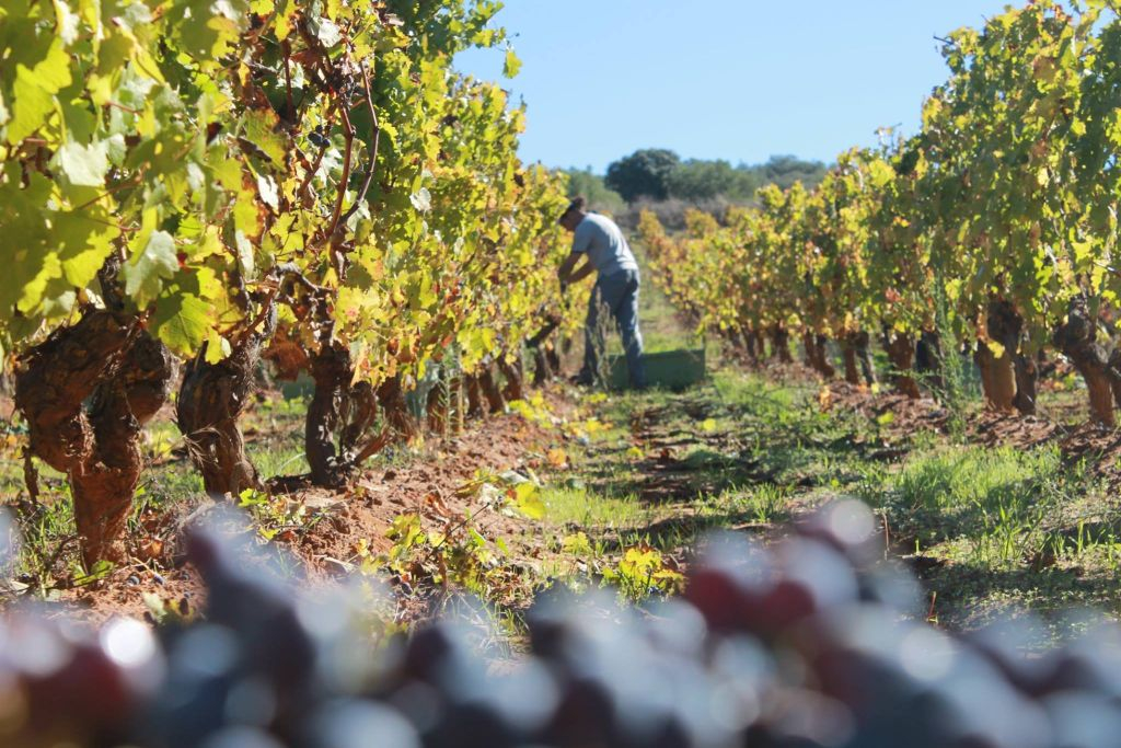 Bodega Doña Felisa: Guided Tour & Wine Tasting or Lunch