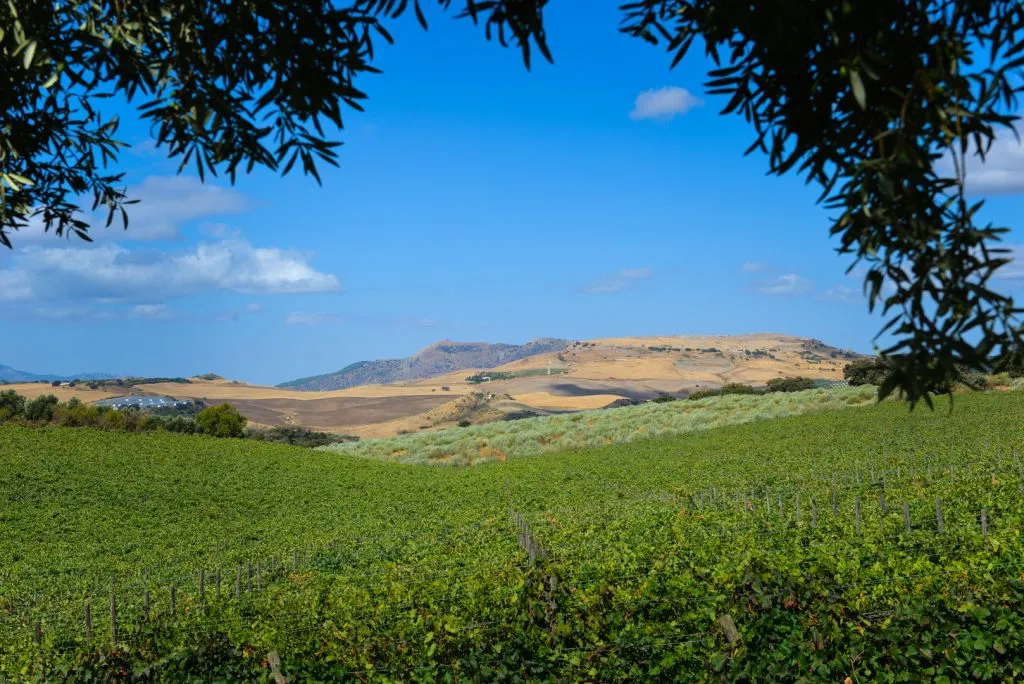 Bodega Doña Felisa: Guided Tour & Wine Tasting or Lunch