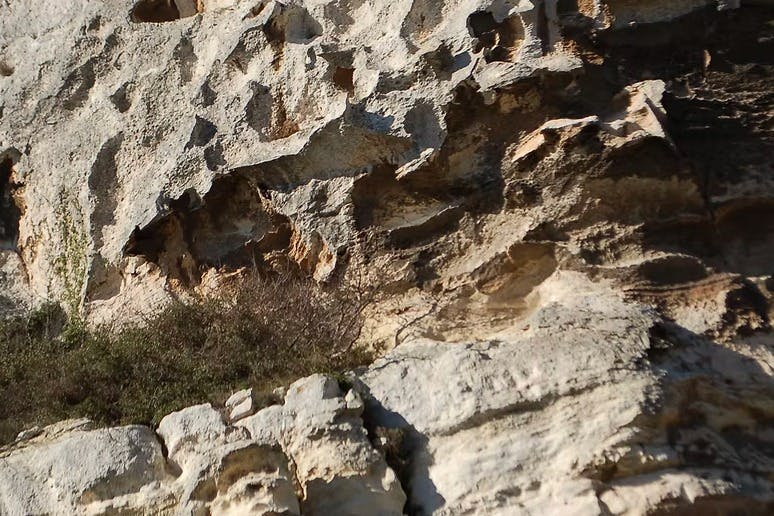 Parc Naturel Régional des Alpilles : Visite guidée depuis Arles