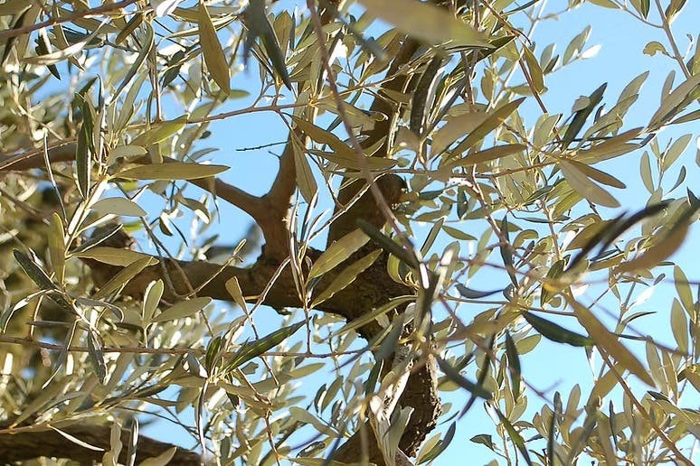 Parc Naturel Régional des Alpilles : Visite guidée depuis Arles