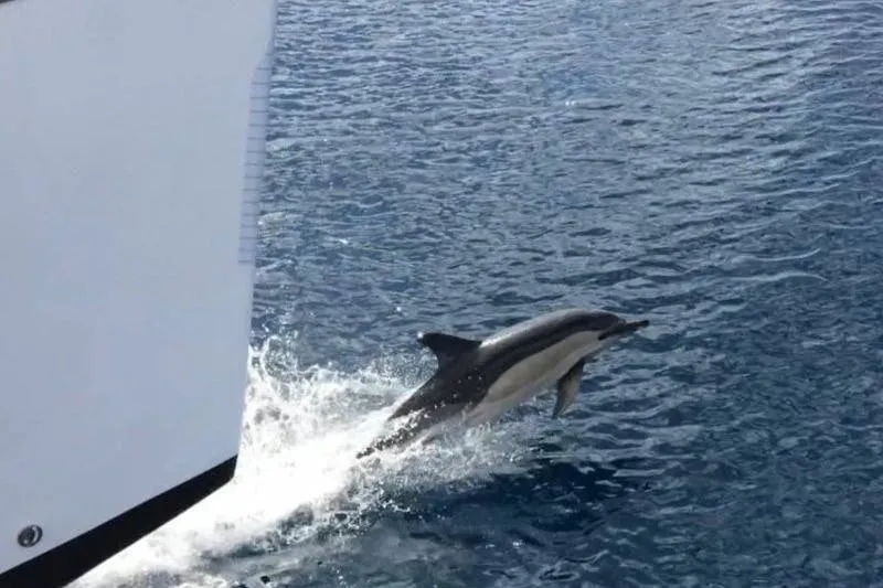 Lanzarote: Sunset Catamaran Cruise + Transfer + Snacks & Drink