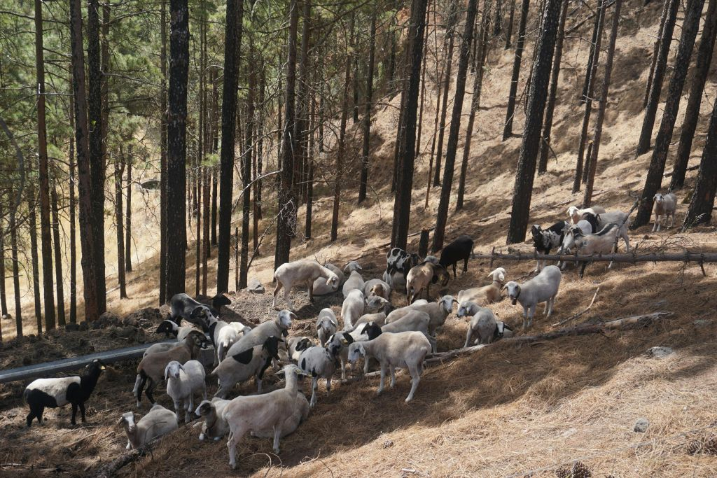 Monte Pavón: Excursión Guiada de un Día desde Gran Canaria + Almuerzo Picnic