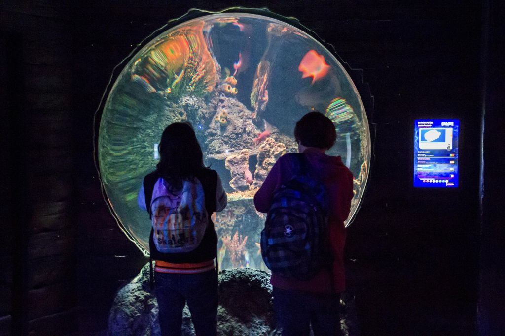 Zoo Santo Inacio + Sea Life Porto Pass
