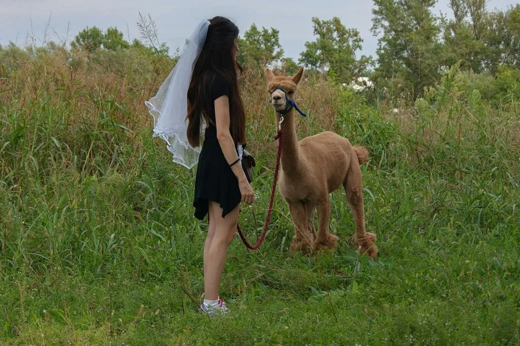 GROW UP - Alpaca del Monviso - Fattoria degli Alpaca: Tour guidato a piedi
