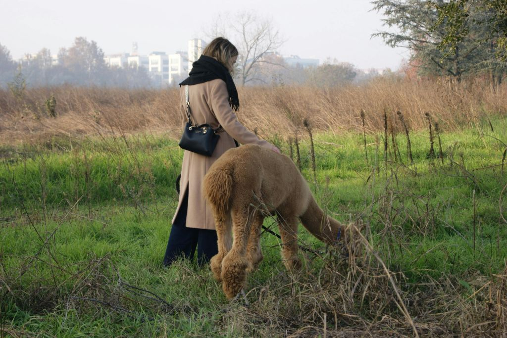 GROW UP - Alpaca del Monviso - Fattoria degli Alpaca: Tour guidato a piedi