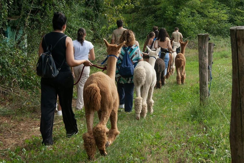 GROW UP - Alpaca del Monviso - Fazenda de Alpaca: tour guiado a pé
