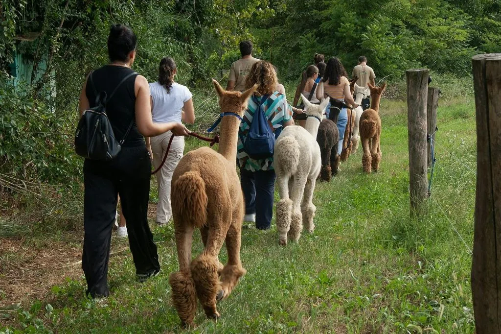 GROW UP - Alpaca del Monviso - Fattoria degli Alpaca: Tour guidato a piedi