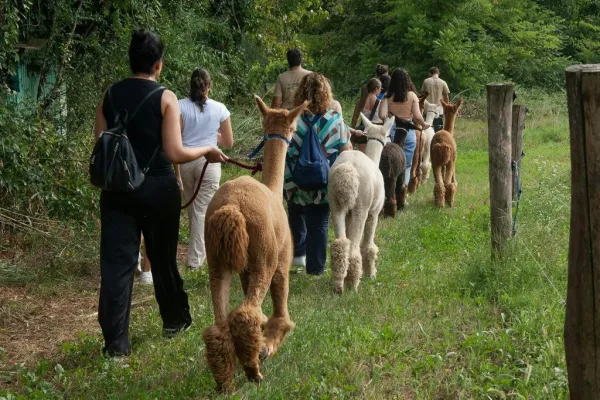 GROW UP - Alpaca del Monviso - Fattoria degli Alpaca: Tour guidato a piedi
