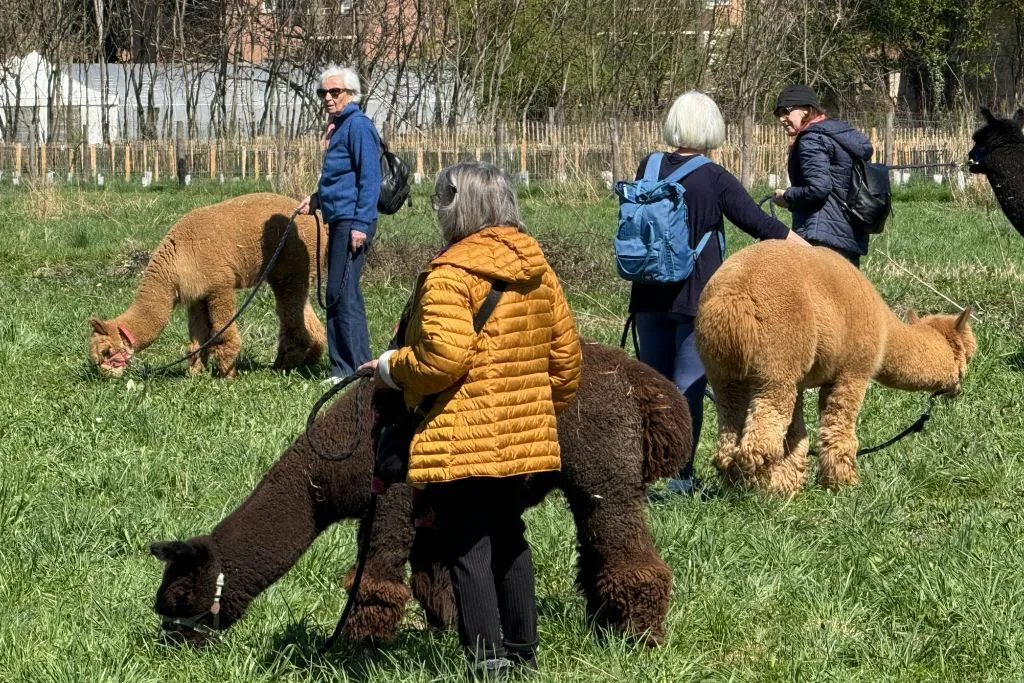 GROW UP - Alpaca del Monviso - Fattoria degli Alpaca: Tour guidato a piedi