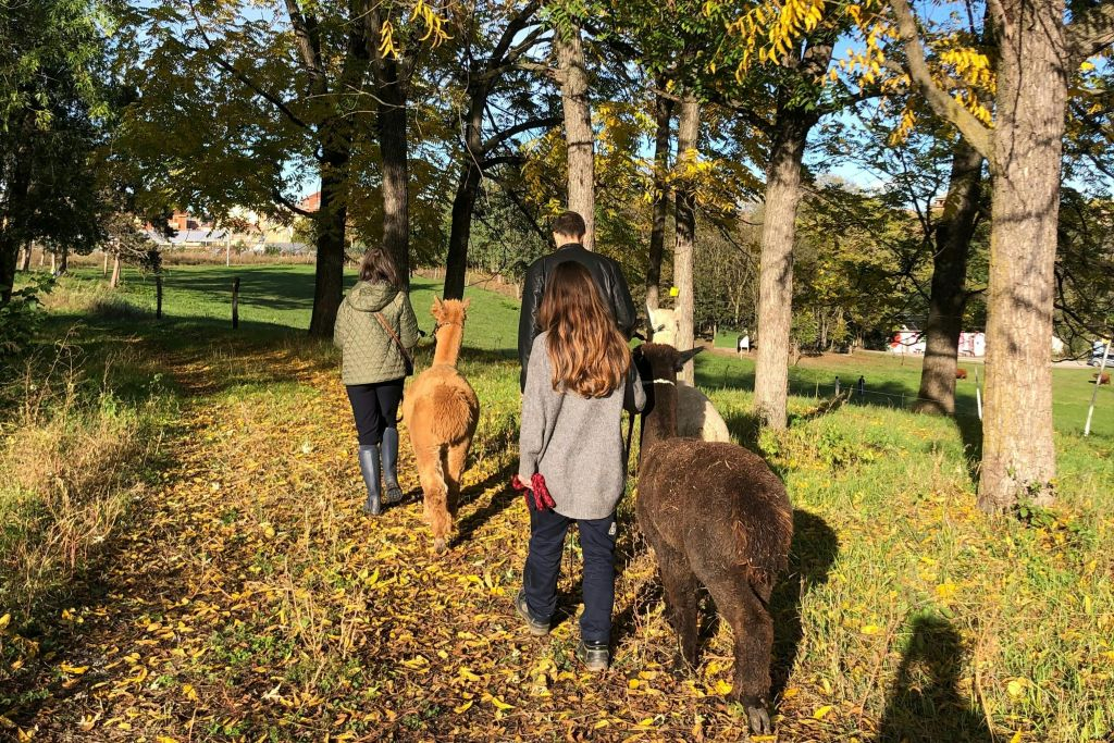GROW UP - Alpaca del Monviso - Fattoria degli Alpaca: Tour guidato a piedi