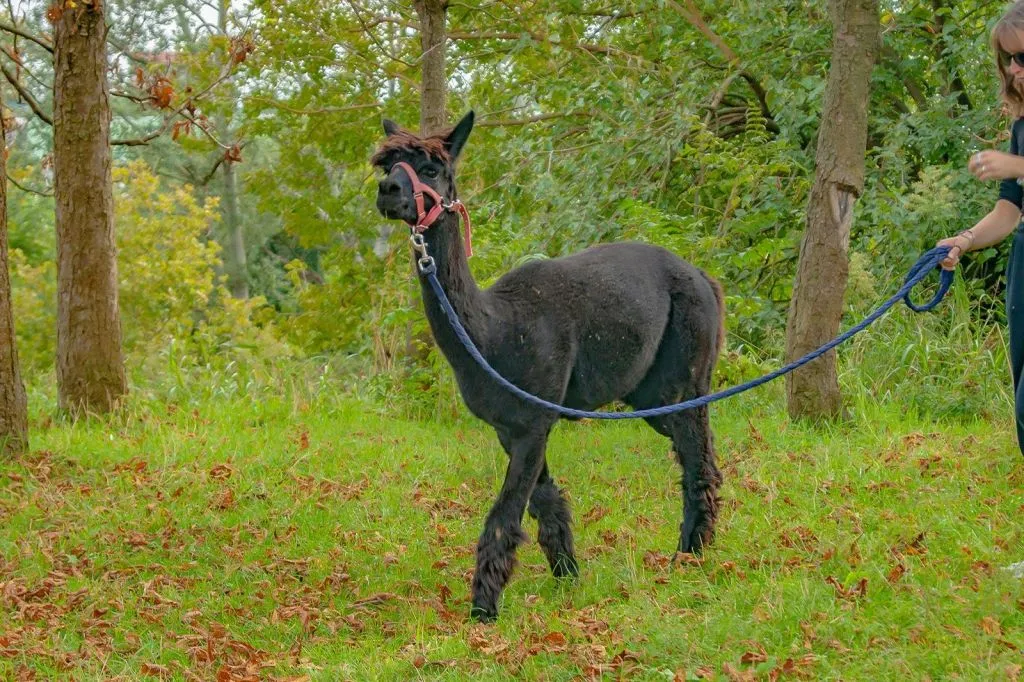GROW UP - Alpaca del Monviso - Fattoria degli Alpaca: Tour guidato a piedi