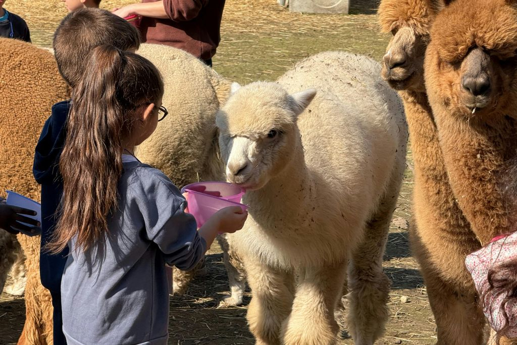 GROW UP - Alpaca del Monviso - Fazenda de Alpaca: tour guiado